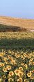 <p>
<b>C'est une ferme laiti&egrave;re et c&eacut...